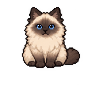 Jun’s Ragdoll cat