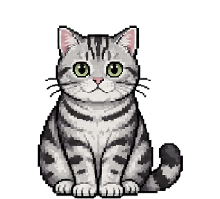 Jun’s American Shorthair cat